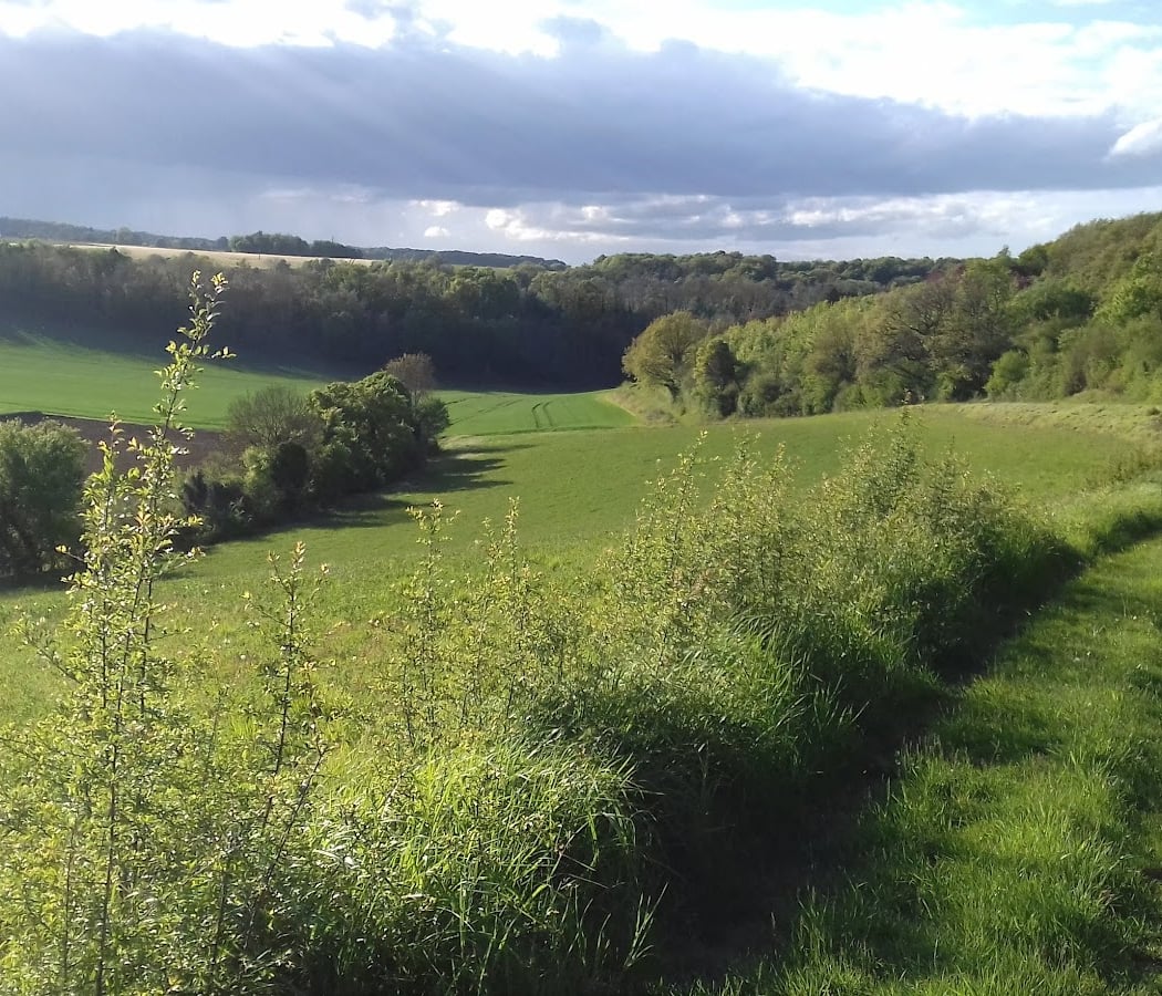 Forêt de rosny 1